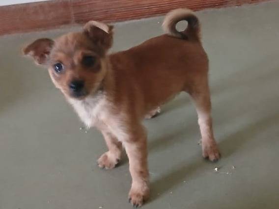 Adotta un cane, maschio, 2 mesi, Bari