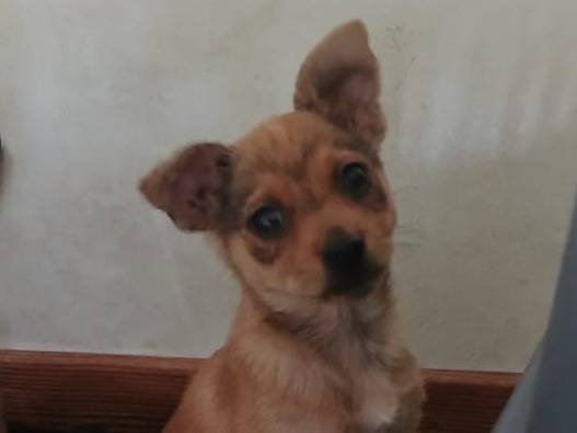 Adozione cane, maschio, Pinscher Razza sconosciuta, 2 mesi, taglia piccola, Bari