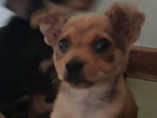Adotta un cane, taglia piccola, maschio, Bari