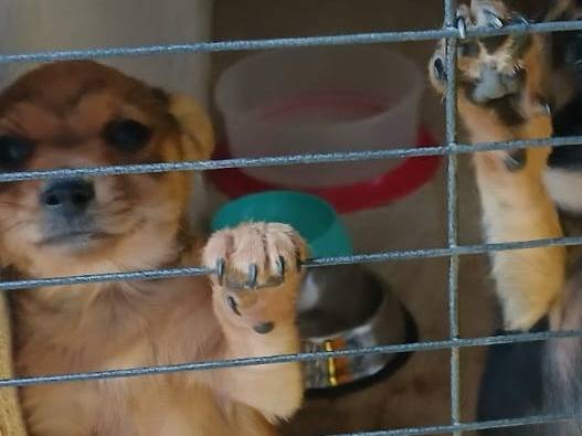 Vuoi adottare un cane a Bari?