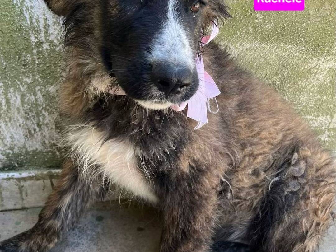 Adozione cane, femmina, Razza sconosciuta Razza sconosciuta, 3 mesi, taglia grande, Napoli
