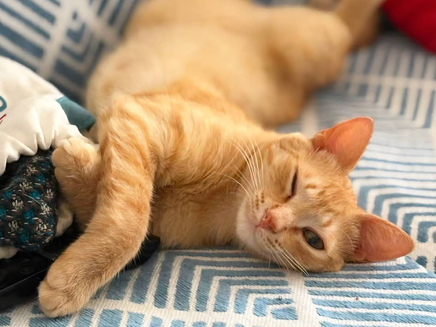 Adozione gatto, femmina, Razza sconosciuta Razza sconosciuta, 1 anno e 6 mesi, taglia non valida, Torino