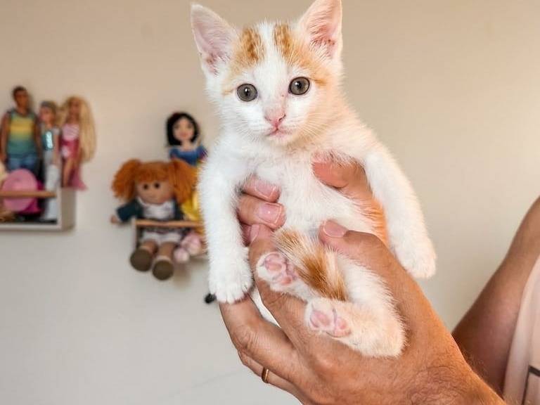 Adozione gatto, maschio, Razza sconosciuta Razza sconosciuta, 2 mesi, taglia non valida, Firenze