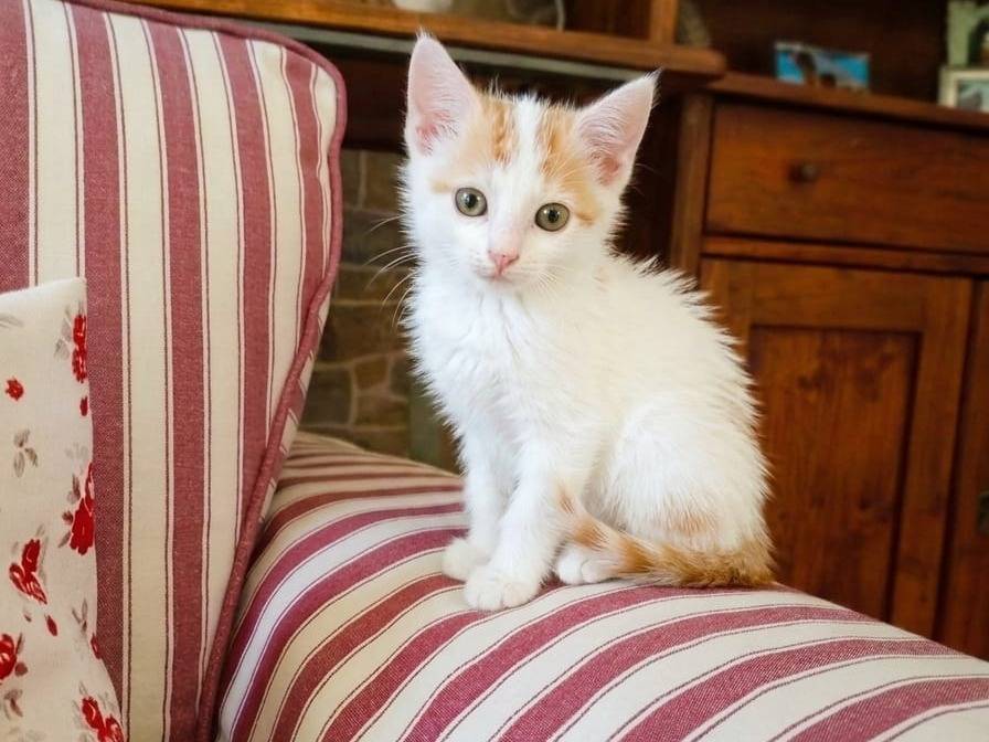 Adotta un gatto, maschio, 2 mesi, Firenze