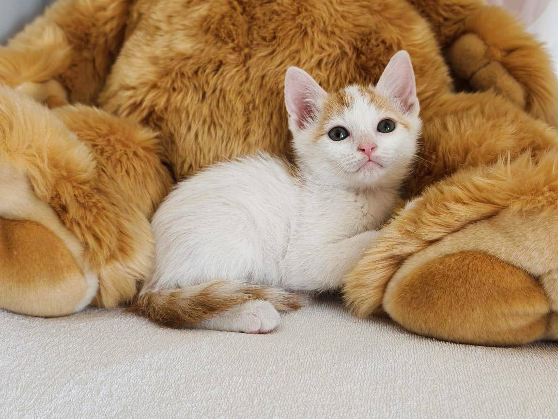 Adotta un gatto, taglia non valida, maschio, Firenze