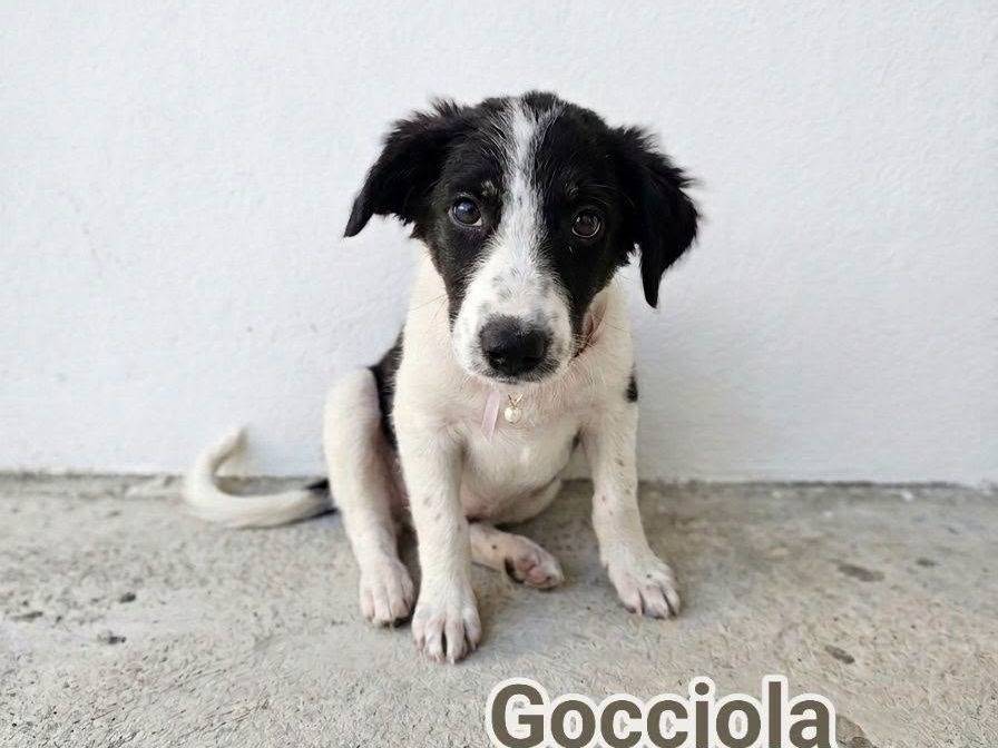 Adozione cane, femmina, Razza sconosciuta Razza sconosciuta, 3 mesi, taglia media, Crotone