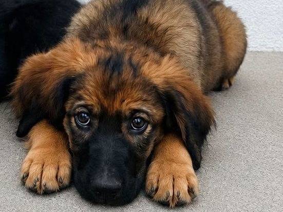Adozione cane, femmina, Razza sconosciuta Razza sconosciuta, 3 mesi, taglia media, Crotone