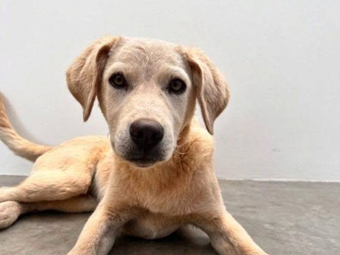 Adozione cane, maschio, Razza sconosciuta Razza sconosciuta, 5 mesi, taglia media, Crotone