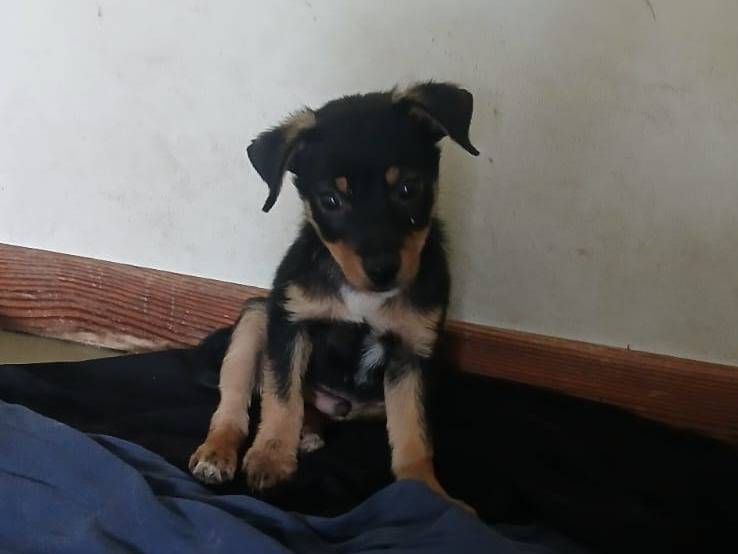 Adotta un cane, maschio, 2 mesi, Bari
