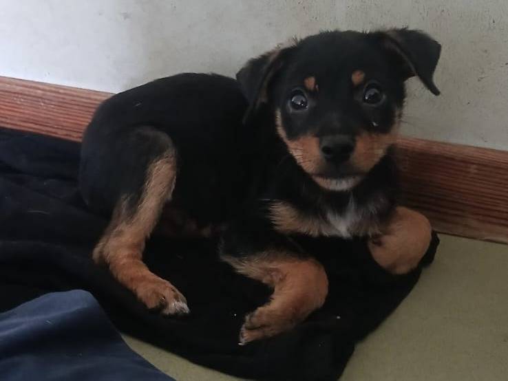 Adozione cane, maschio, Pinscher Razza sconosciuta, 2 mesi, taglia piccola, Bari
