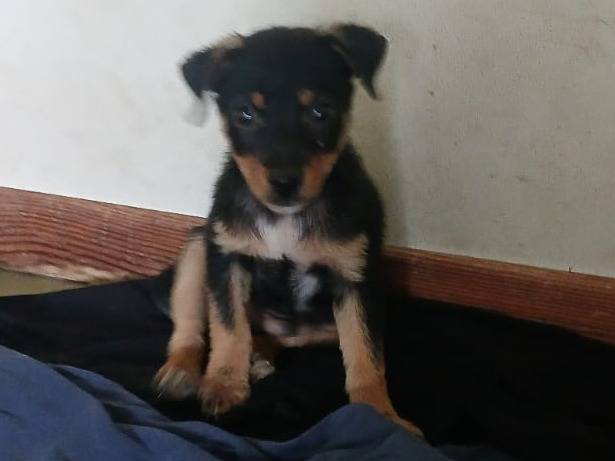 Adotta un cane, taglia piccola, maschio, Bari