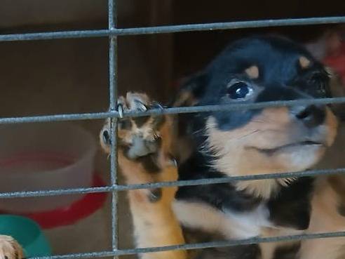Vuoi adottare un cane a Bari?