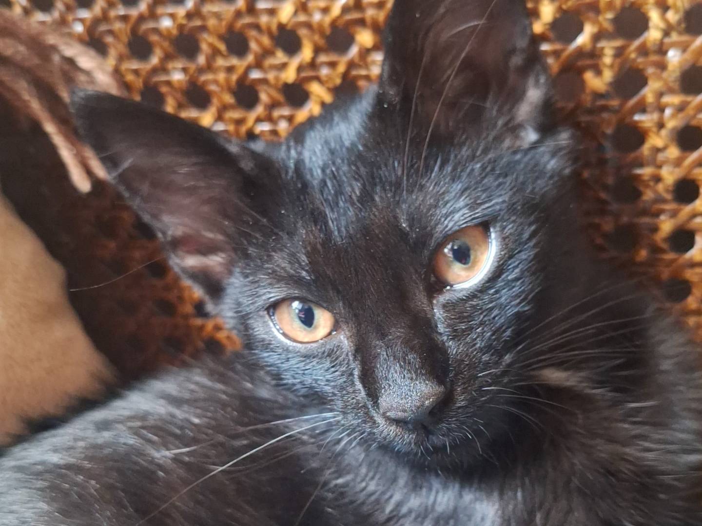 Adotta un gatto, maschio, 3 mesi, Catanzaro