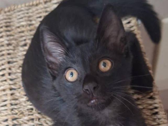 Adozione gatto, maschio, Razza sconosciuta Razza sconosciuta, 3 mesi, taglia non valida, Catanzaro