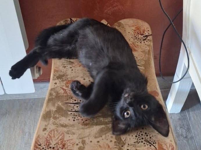 Vuoi adottare un gatto a Catanzaro?