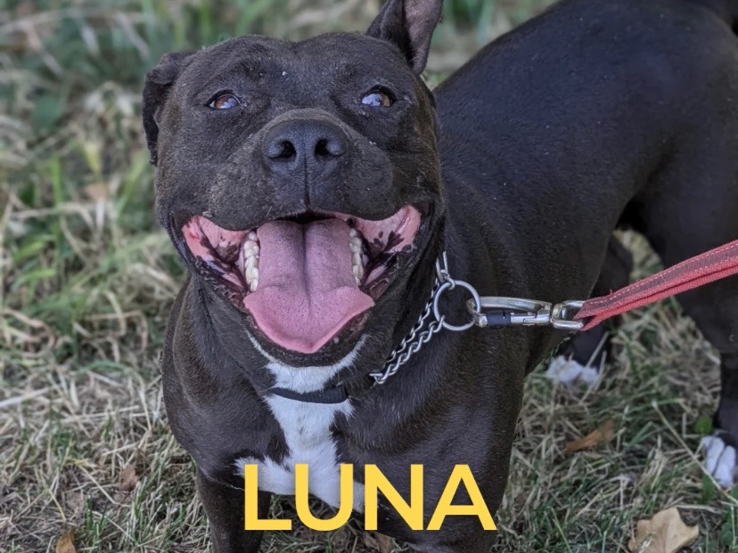 Adozione cane, femmina, Amstaff Razza sconosciuta, 4 anni e 5 mesi, taglia media, Bologna
