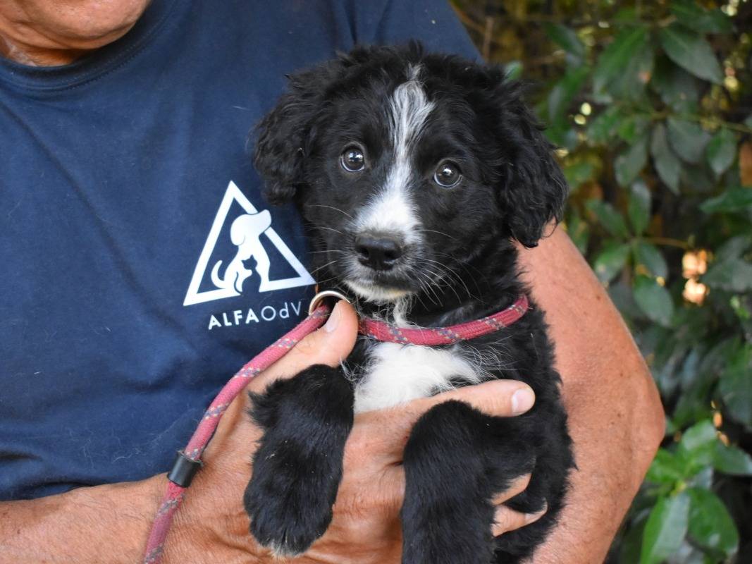 Adozione cane, maschio, Razza sconosciuta Razza sconosciuta, 4 mesi, taglia media contenuta, Roma