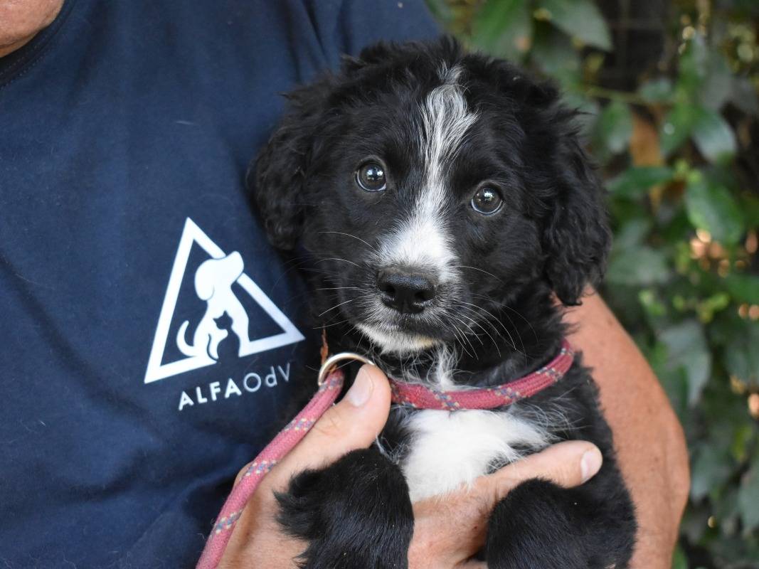 Adotta un cane, maschio, 4 mesi, Roma