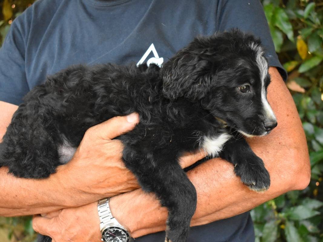 Vuoi adottare un cane a Roma?