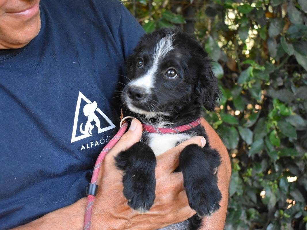 Adotta il cane Benicio a Roma