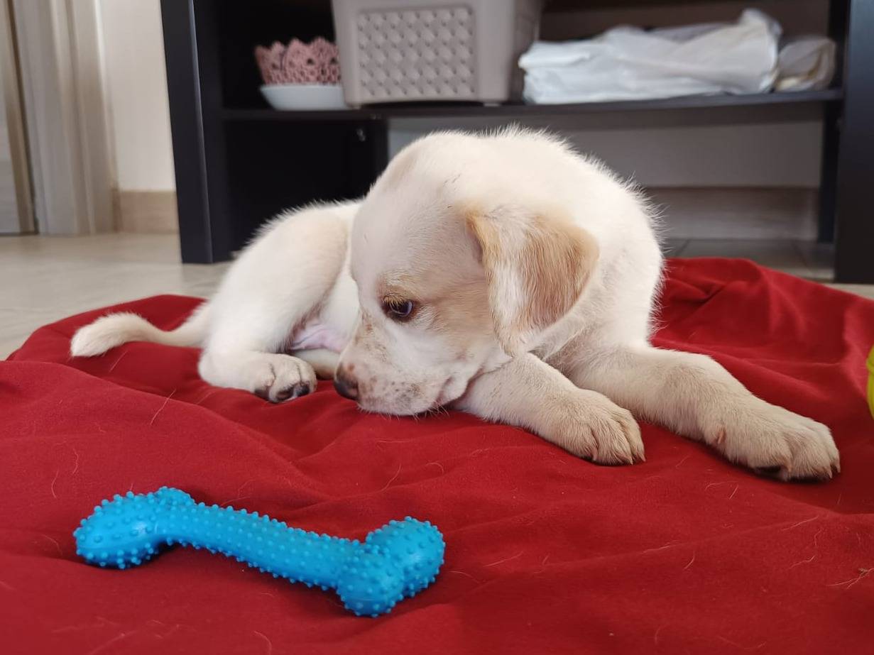 Adotta un cane, maschio, 1 mese, Milano