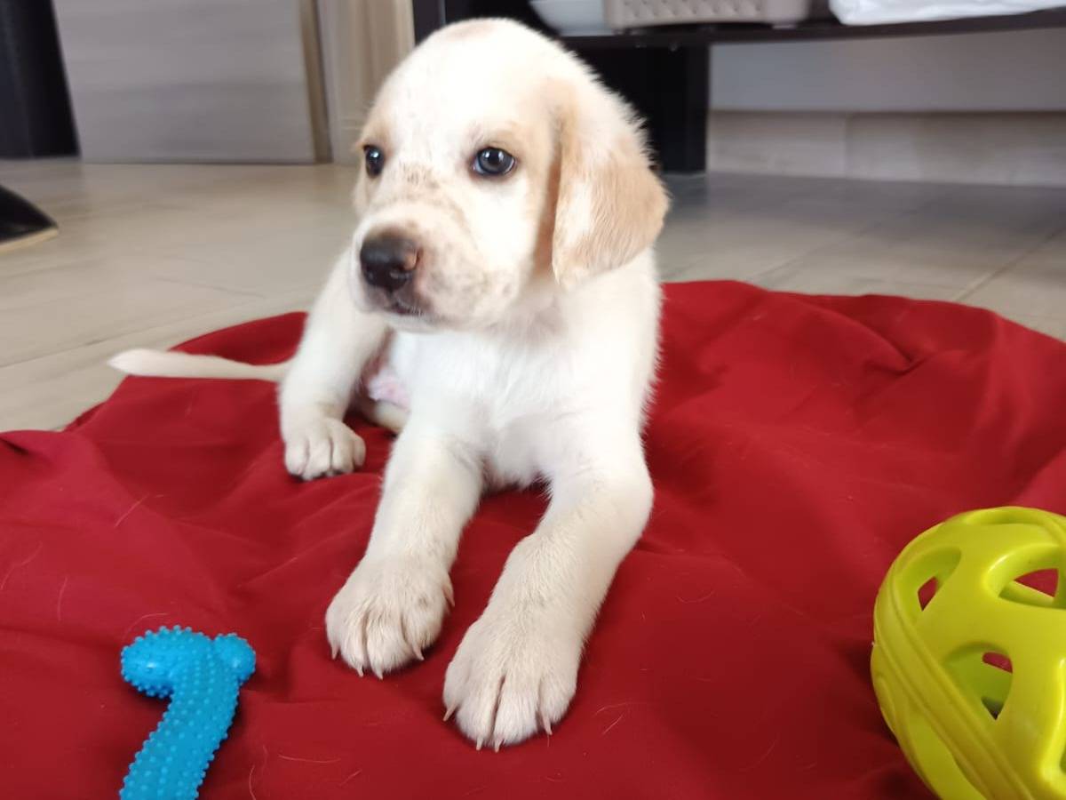 Adozione cane, maschio, Razza sconosciuta Razza sconosciuta, 1 mese, taglia media, Milano