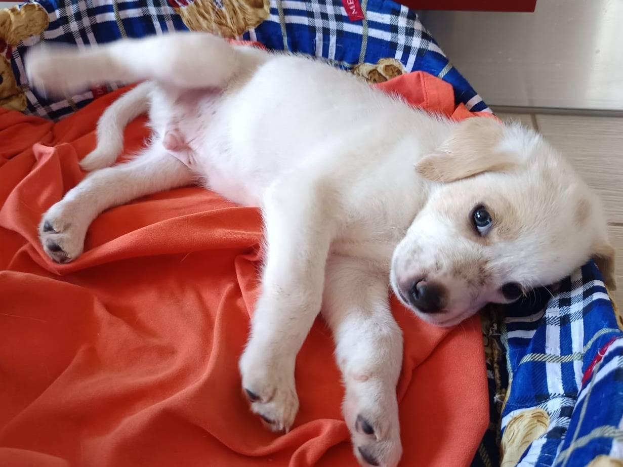 Adotta un cane, taglia media, maschio, Milano
