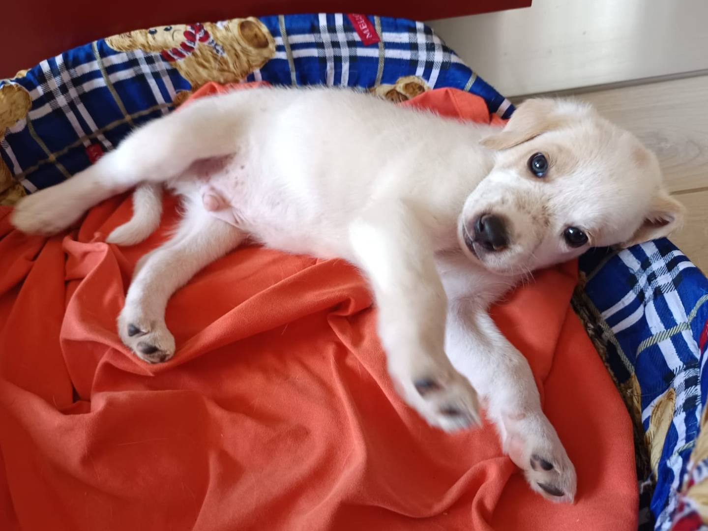 Adotta il cane Aladdin e il tappeto magico  a Milano