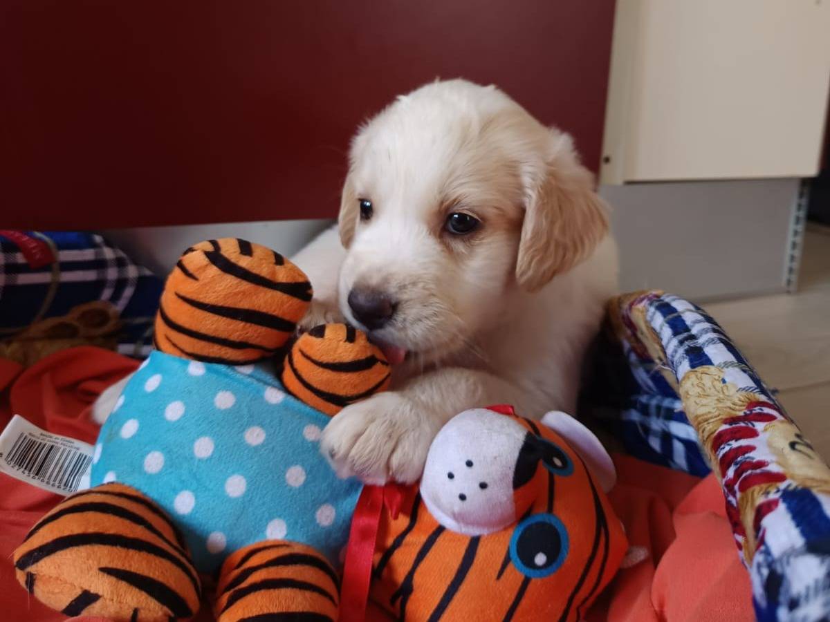 Adozione cane, maschio, Razza sconosciuta Razza sconosciuta, 1 mese, taglia media, Bergamo