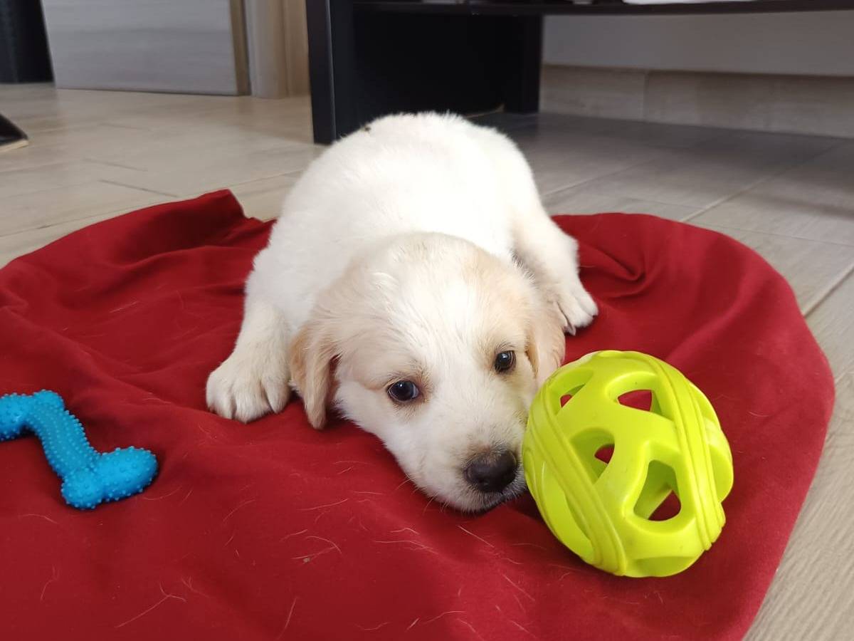 Adotta un cane, maschio, 1 mese, Bergamo