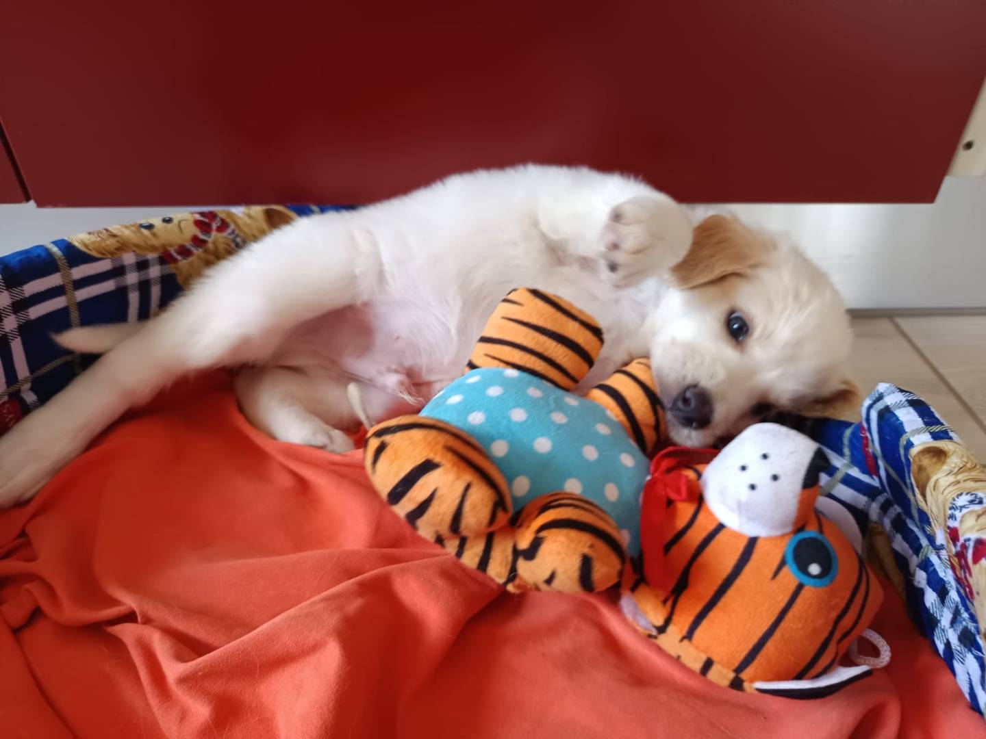 Adotta un cane, taglia media, maschio, Bergamo