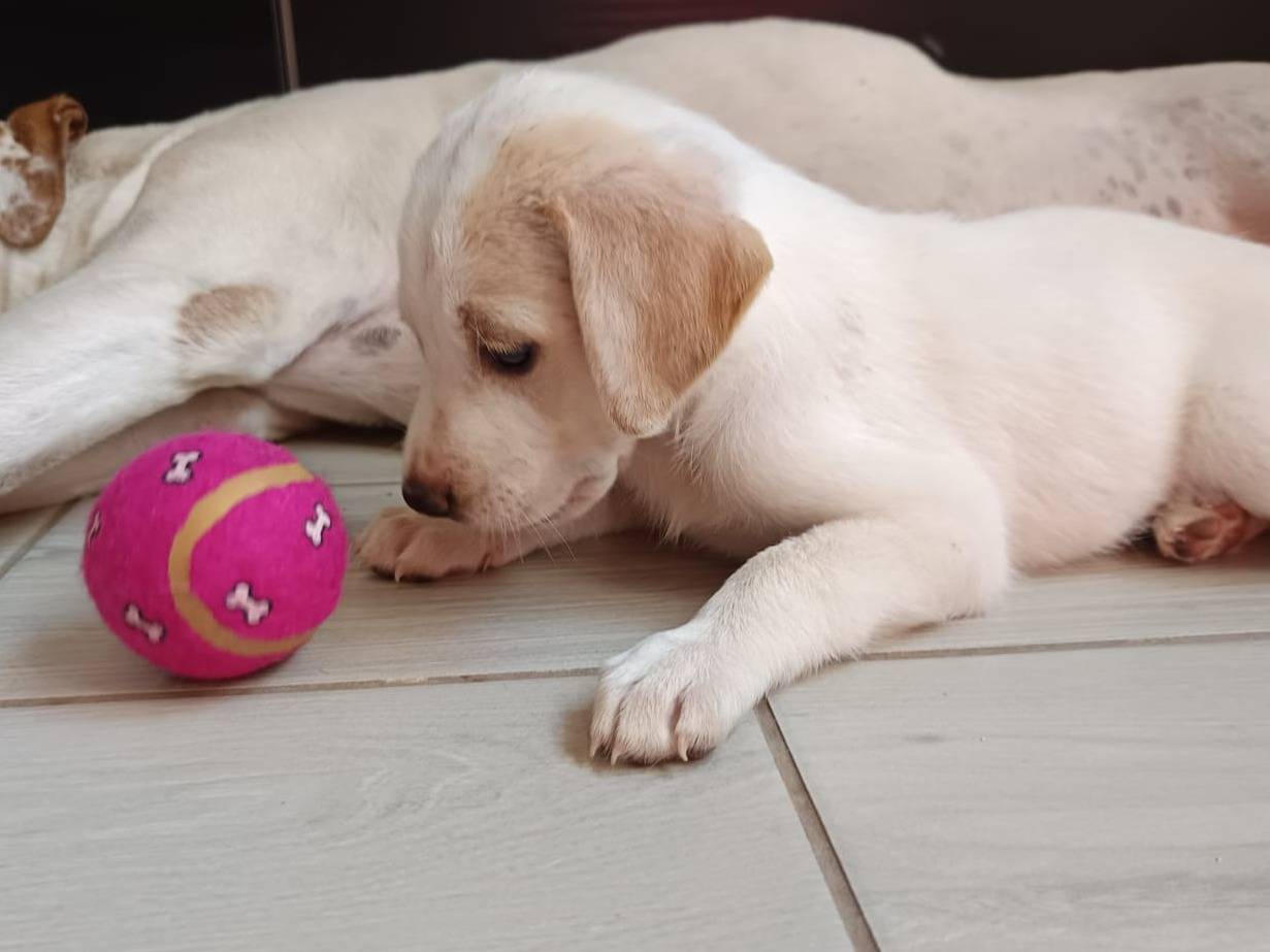 Vuoi adottare un cane a Milano?