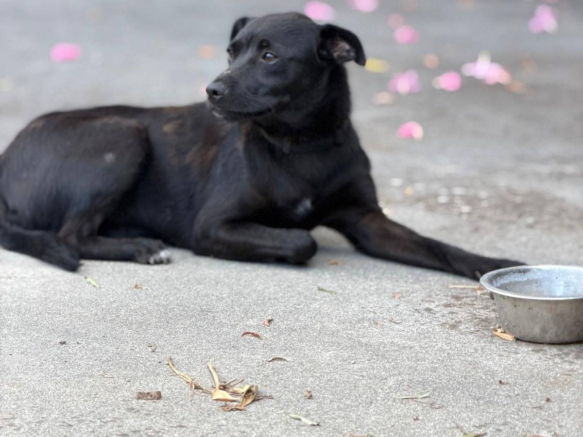 Adotta un cane, femmina, 10 mesi, Cosenza