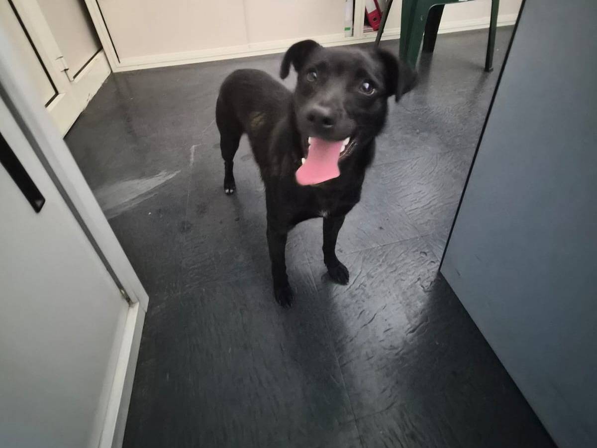 Adotta un cane, taglia media contenuta, femmina, Cosenza