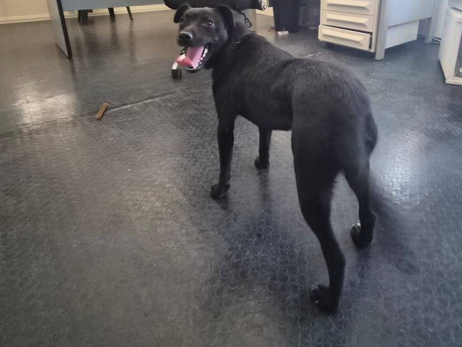 Adotta il cane Geena a Cosenza