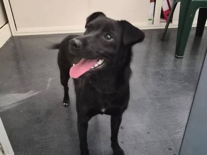Adozione cane, femmina, Razza sconosciuta Razza sconosciuta, 10 mesi, taglia media contenuta, Cosenza