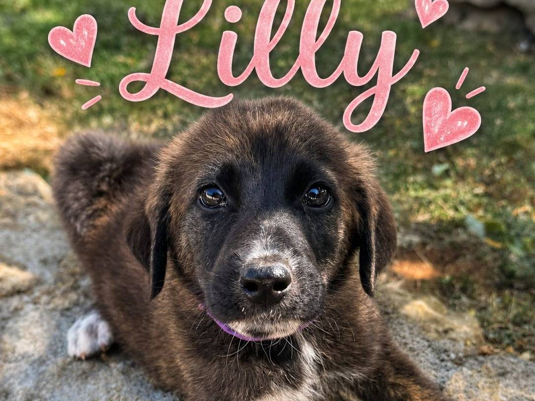Adotta un cane, femmina, 3 mesi, Torino
