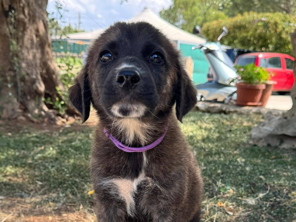 Adotta un cane, taglia media, femmina, Torino