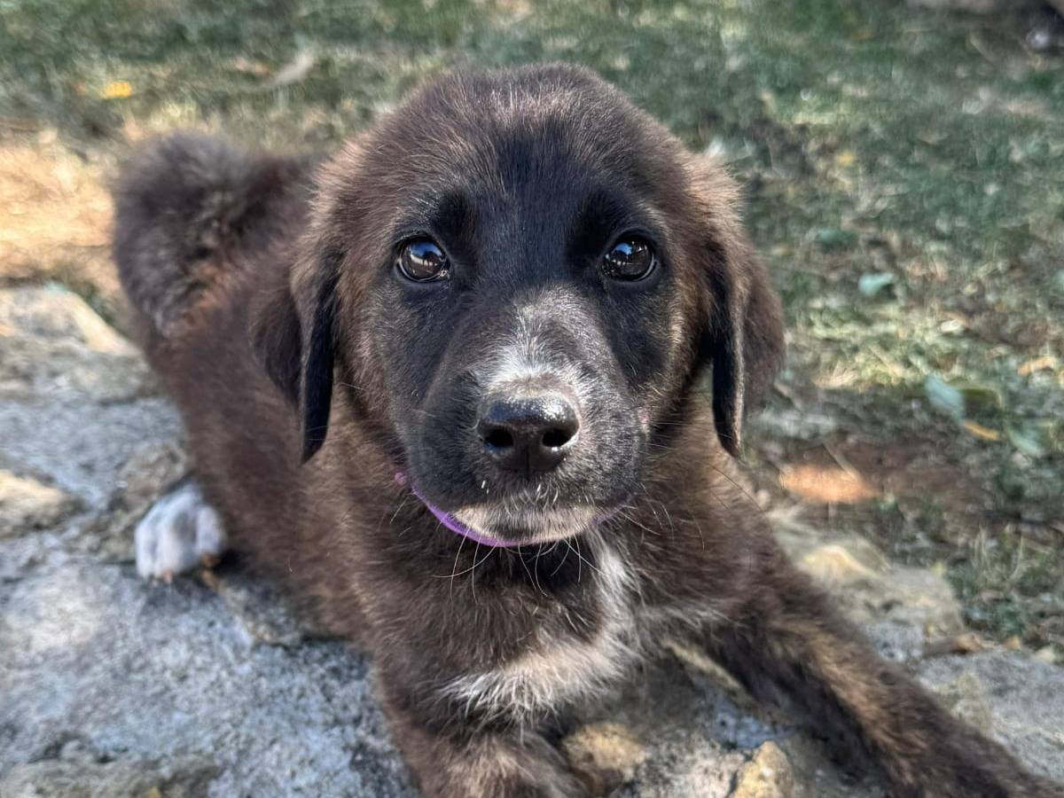Adozione cane, femmina, Razza sconosciuta Razza sconosciuta, 3 mesi, taglia media, Torino