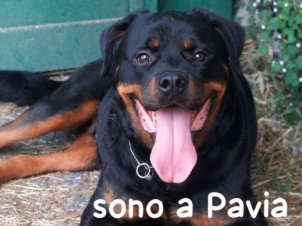 Adozione cane, maschio, Rottweiler Razza sconosciuta, 7 anni e 2 mesi, taglia grande, Pavia