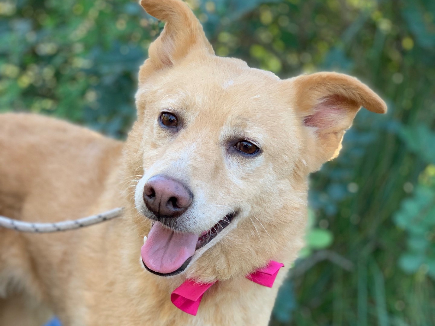 Adozione cane, femmina, Razza sconosciuta Razza sconosciuta, 7 anni e 8 mesi, taglia media, Latina