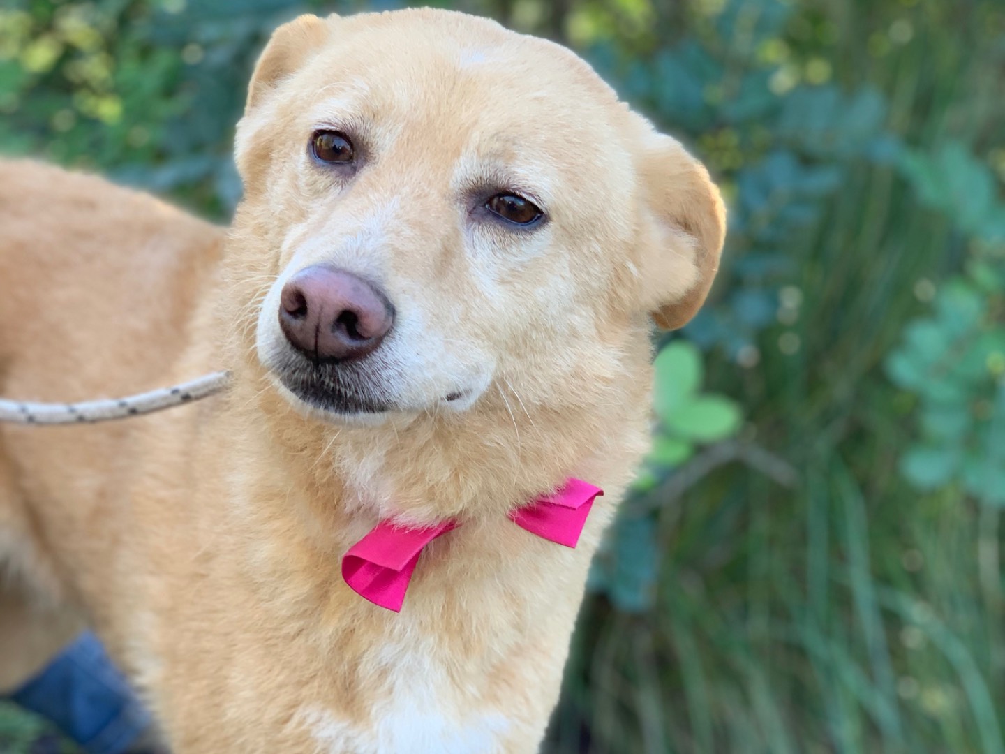 Adotta un cane, femmina, 7 anni e 8 mesi, Latina