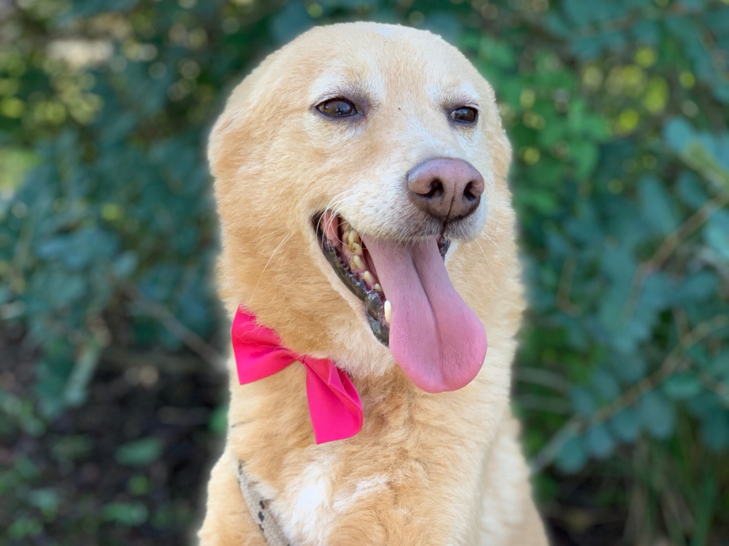 Adotta un cane, taglia media, femmina, Latina