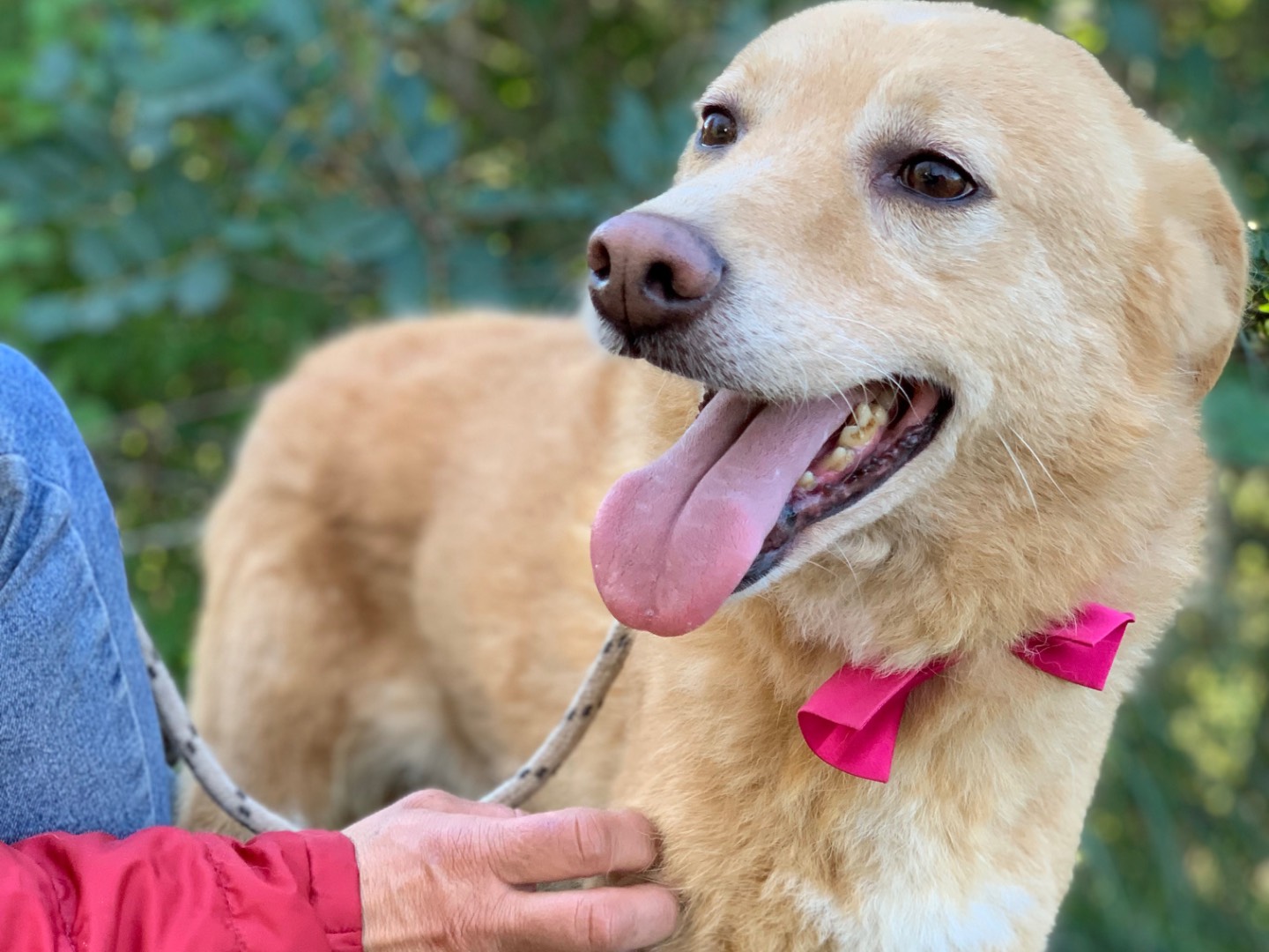 Vuoi adottare un cane a Latina?