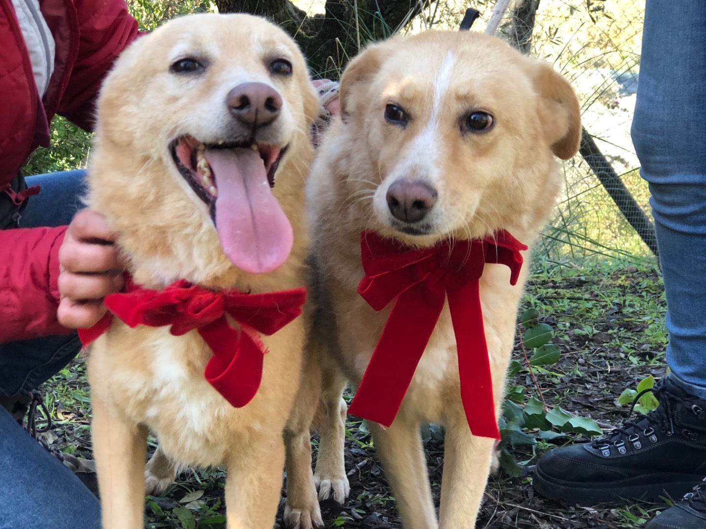 Adotta il cane Alice  a Latina