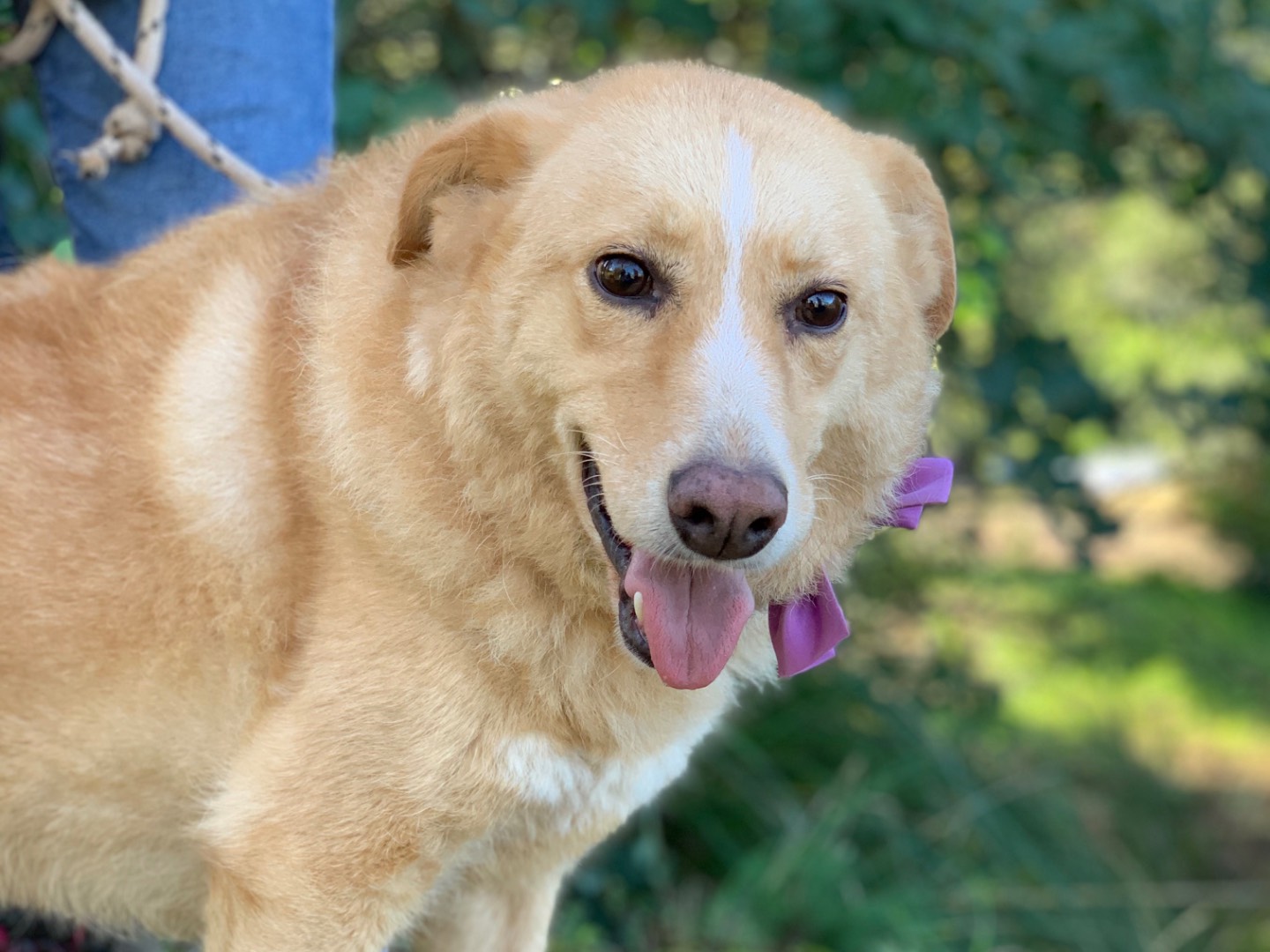 Adozione cane, femmina, Razza sconosciuta Razza sconosciuta, 7 anni e 8 mesi, taglia media, Latina