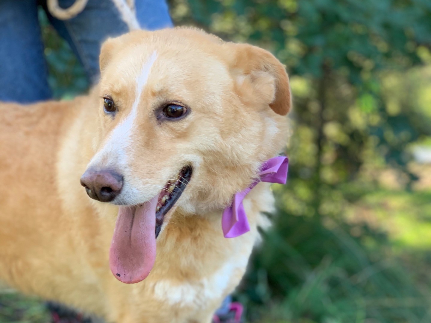 Adotta un cane, femmina, 7 anni e 8 mesi, Latina