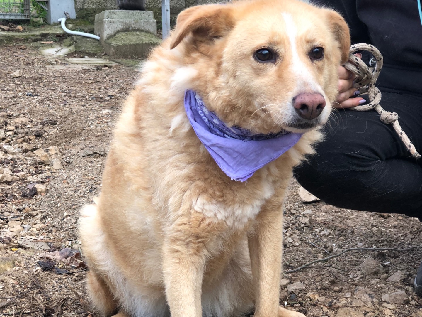 Adotta un cane, taglia media, femmina, Latina