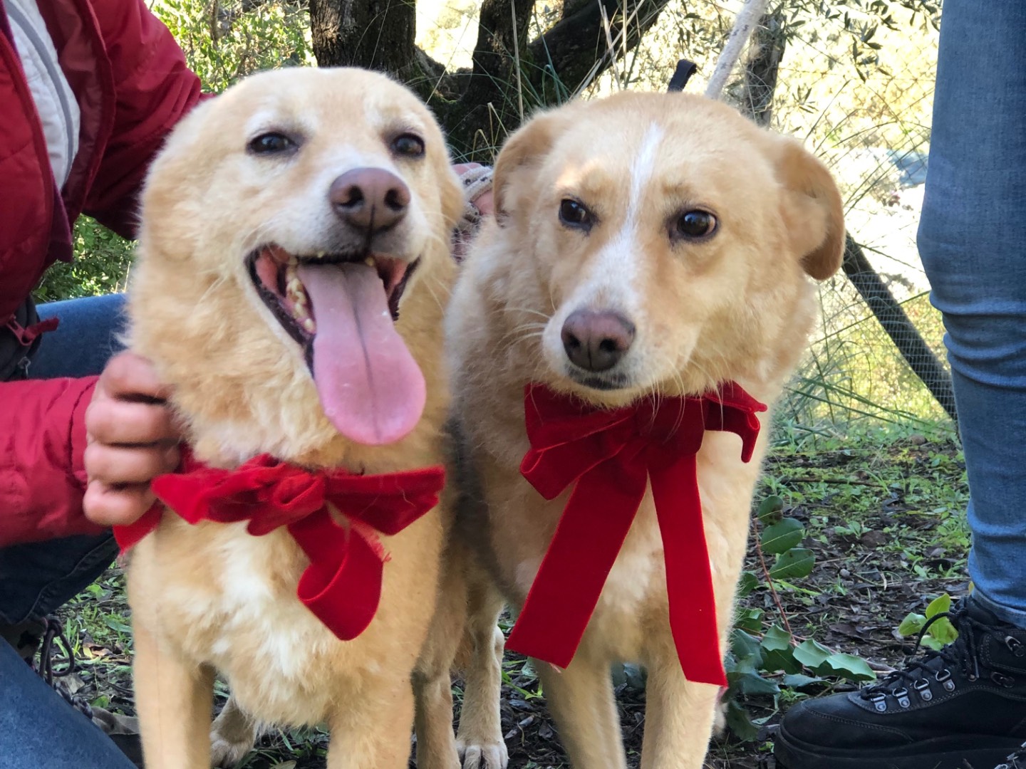 Adotta il cane Ellen  a Latina