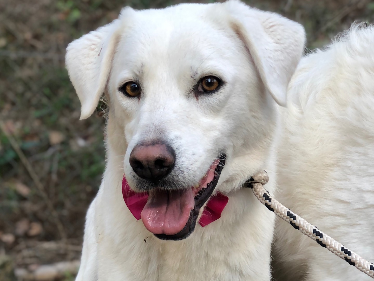 Adozione cane, femmina, Razza sconosciuta Razza sconosciuta, 6 anni e 8 mesi, taglia media, Latina